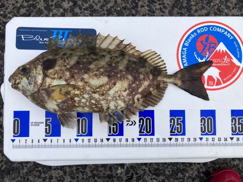 アイゴの釣果
