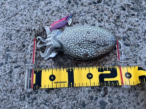 シリヤケイカの釣果
