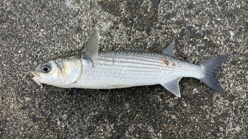 ボラの釣果