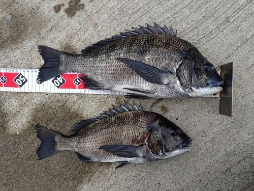 クロダイの釣果