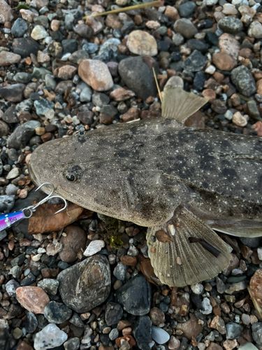 ツバイソの釣果