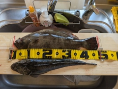 マゴチの釣果
