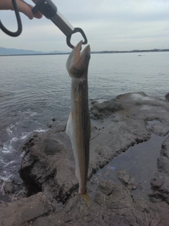 エソの釣果