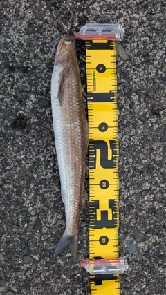 エソの釣果