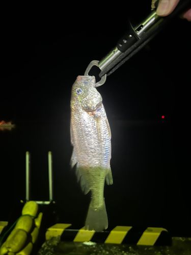 イシモチの釣果