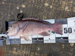 コブダイの釣果