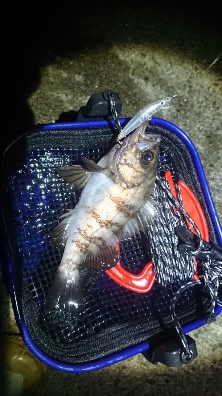 メバル