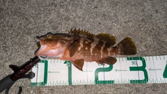 アコウの釣果