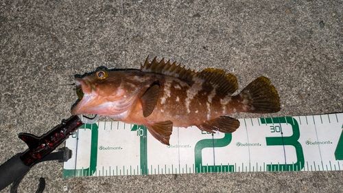 アコウの釣果