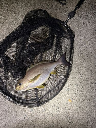 イサキの釣果