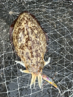 モンゴウイカの釣果