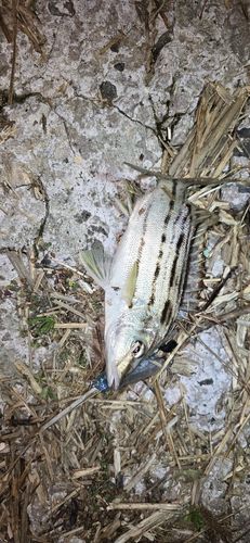シマイサキの釣果