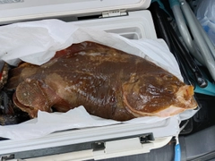 イシガレイの釣果