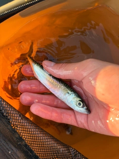 マサバの釣果
