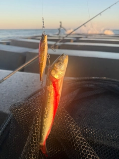 マイワシの釣果