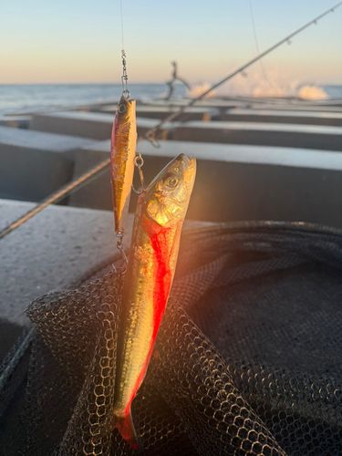 マイワシの釣果