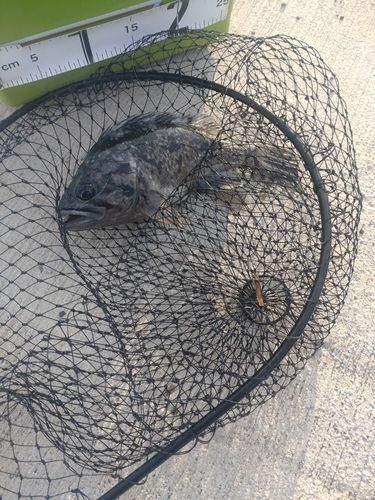 クロソイの釣果
