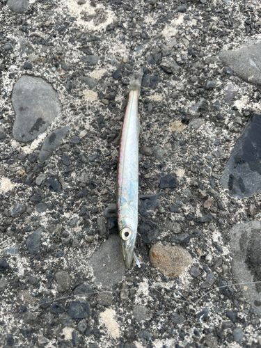カマスの釣果