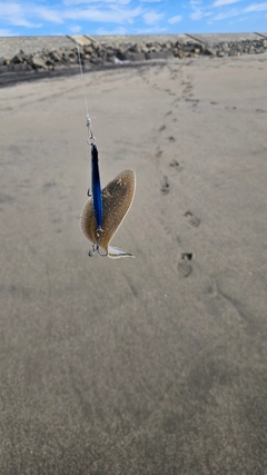 シタビラメの釣果