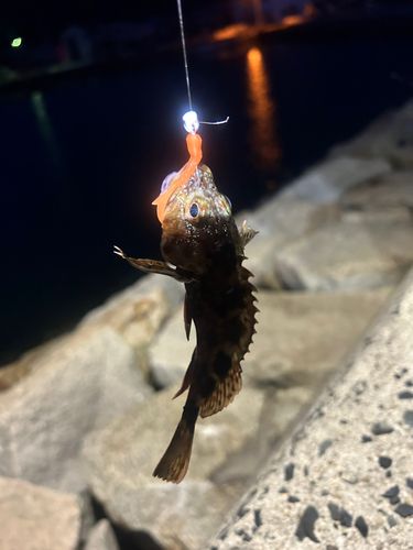 メバルの釣果