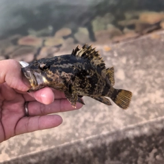 タケノコメバルの釣果