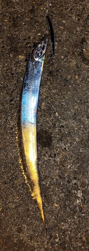 タチウオの釣果