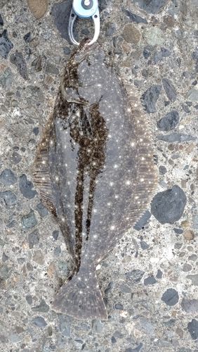 ヒラメの釣果