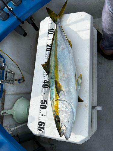 ヒラマサの釣果