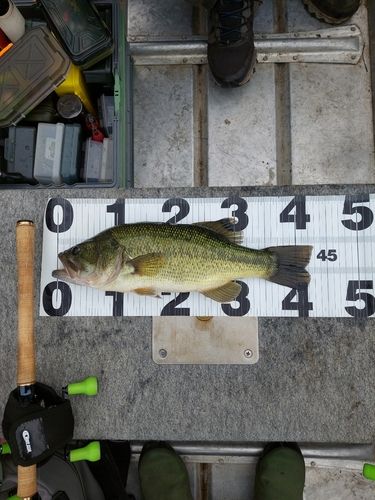 ブラックバスの釣果