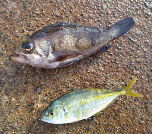 メバルの釣果