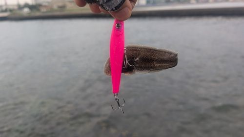 シタビラメの釣果