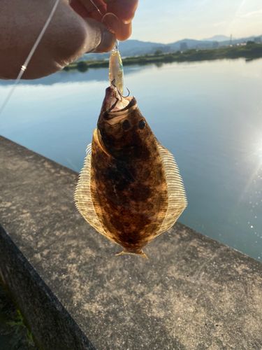 ソゲの釣果