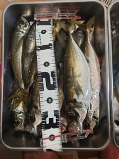 マアジの釣果