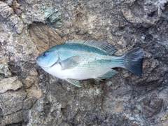 クチブトグレの釣果