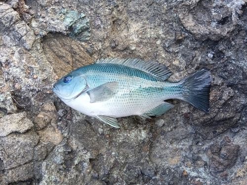 クチブトグレの釣果