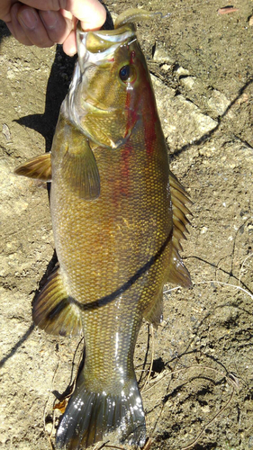 スモールマウスバスの釣果