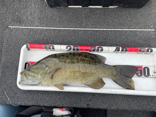 スモールマウスバスの釣果