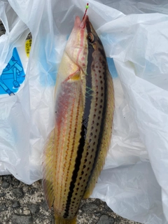 キュウセンの釣果