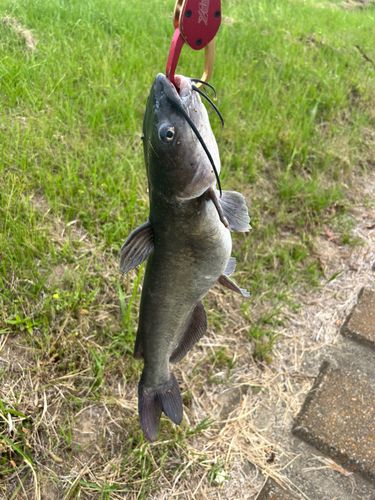 ナマズの釣果