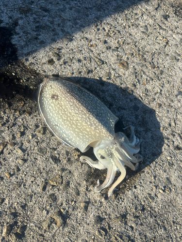 シリヤケイカの釣果