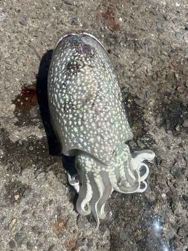 シリヤケイカの釣果