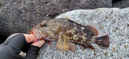 カサゴの釣果