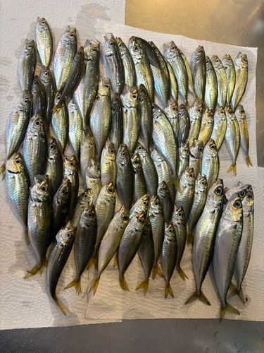 アジの釣果