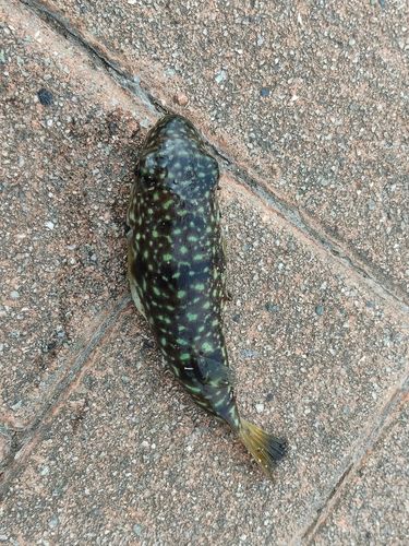 フグの釣果