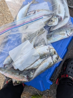 アジの釣果