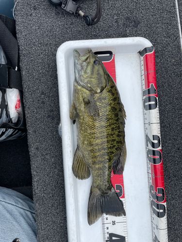 スモールマウスバスの釣果