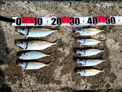 アジの釣果