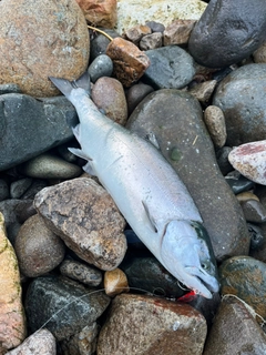 サクラマスの釣果