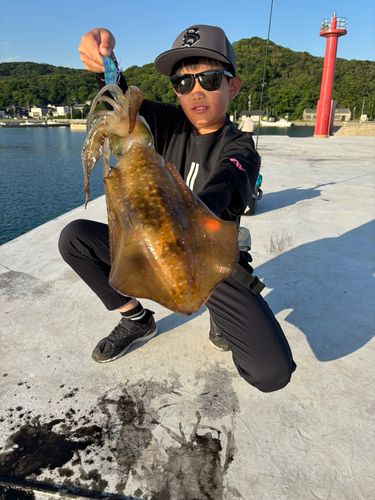 アオリイカの釣果