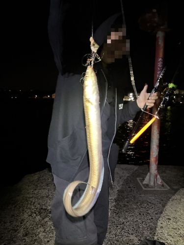 マアナゴの釣果